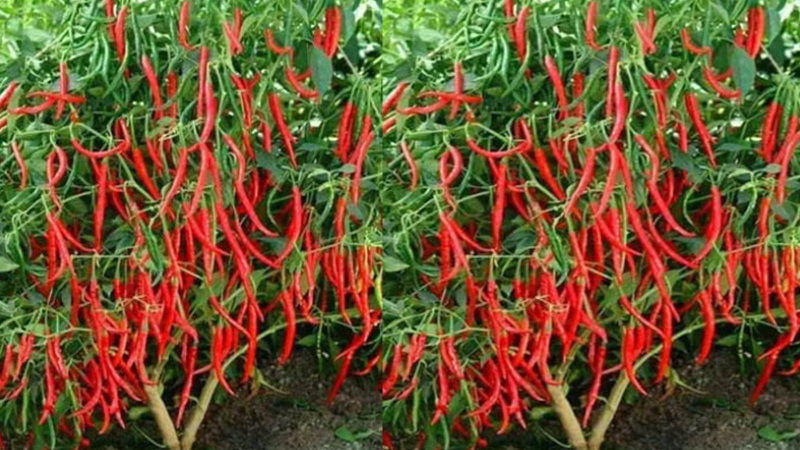 মরিচের আবাদ বেড়েছে সিরাজগঞ্জে