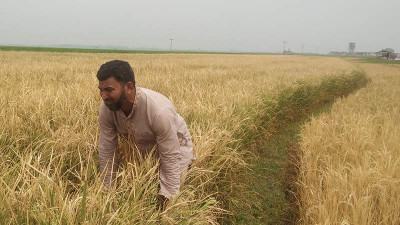 ভোলাহাটে বিষ দিয়ে ধান পুড়িয়ে দেয়ার ঘটনায় গ্রেফতার ১