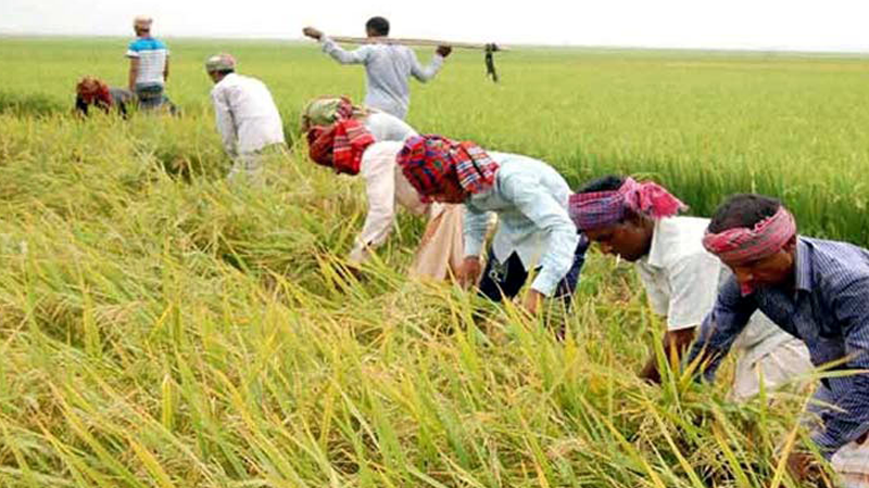 নেত্রকোনার হাওরে বোরো ধান কাটায় ব্যস্ত কৃষক
