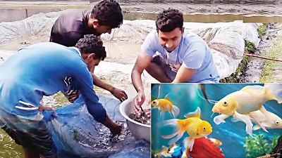 রঙিন মাছে জীবন রাঙাচ্ছেন তারেক
