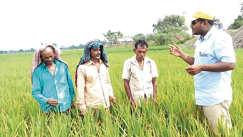 চার পাম্পের তিনটিই নষ্ট, ধানে ‘হিট ইনজুরি’র শঙ্কায় কৃষক