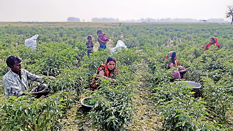 বগুড়ায় যমুনার চরে হাজার কোটি টাকার কৃষি বাণিজ্য