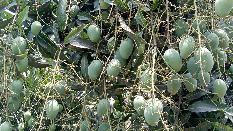 ক্রেতার অভাবে সাতক্ষীরার আম রফতানিতে অনিশ্চয়তা