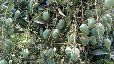 ক্রেতার অভাবে সাতক্ষীরার আম রফতানিতে অনিশ্চয়তা