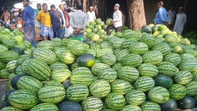 দাকোপে এবার ২৮৩ কোটি টাকার তরমুজ বাণিজ্য