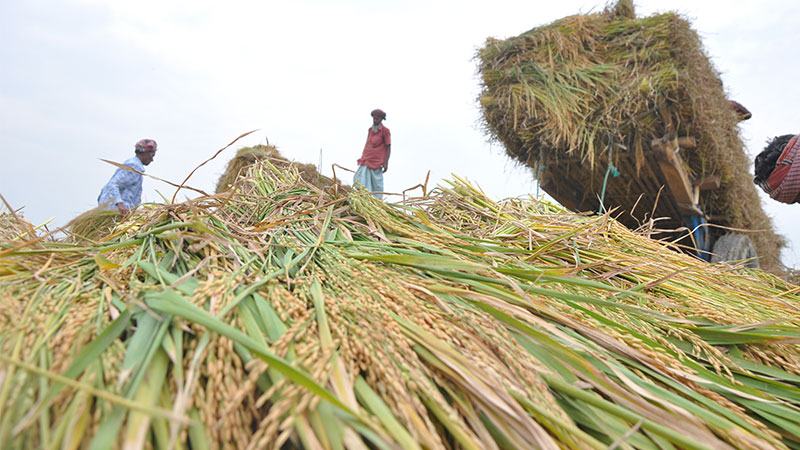 বোরো আবাদে জনপ্রিয় হচ্ছে ব্রি ৮৮-৮৯-৯২ ও বঙ্গবন্ধু ১০০
