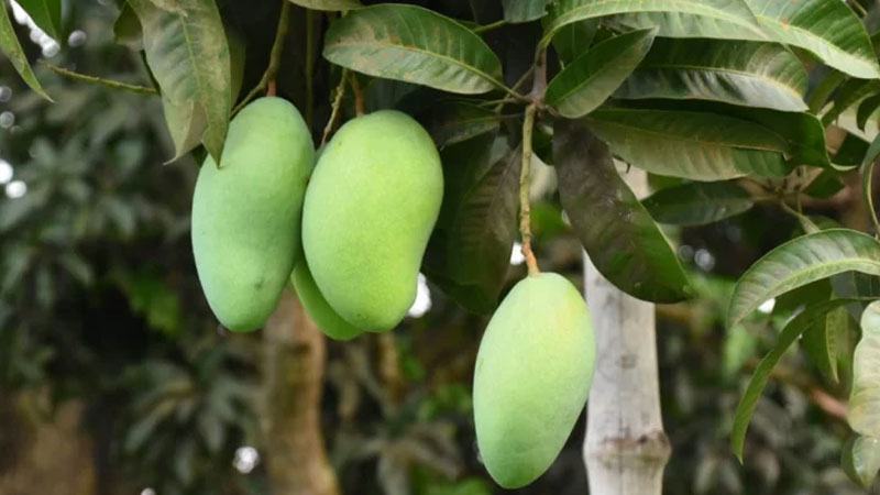 কাল থেকে বাজারে মিলবে রাজশাহীর আম