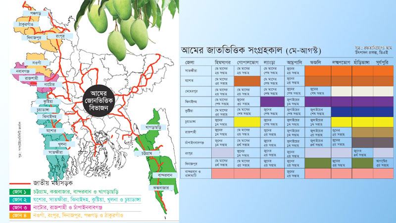 আম আহরণ নিয়ে শঙ্কা জাগাচ্ছে ঘূর্ণিঝড় ও দুর্যোগের পূর্বাভাস