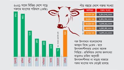 দীর্ঘমেয়াদি পরিকল্পনার সংকটে দেশে গরুর উৎপাদনশীলতা কম