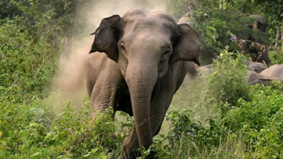 বান্দরবানে বুনোহাতির আক্রমণে কৃষক নিহত