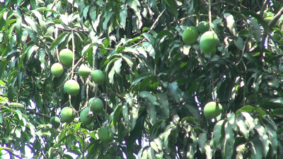 নাটোরে ৪০৪ কোটি টাকার আম ও লিচু বিক্রির আশা