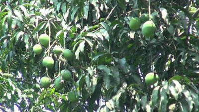 চুয়াডাঙ্গায় আম সংগ্রহ শুরু ১৪ মে
