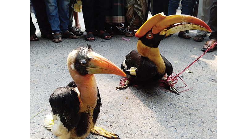 সিরাজগঞ্জে রাজ ধনেশ পাখিসহ দুজন আটক