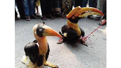 সিরাজগঞ্জে রাজ ধনেশ পাখিসহ দুজন আটক