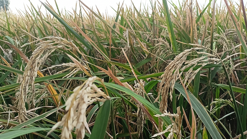 মেহেরপুরে বোরো খেতে মাজরা পোকার আক্রমণ