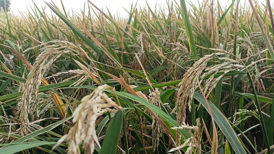 মেহেরপুরে বোরো খেতে মাজরা পোকার আক্রমণ