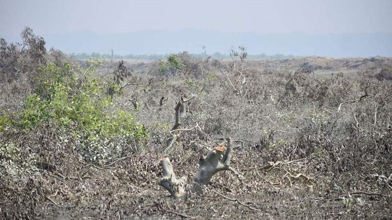 মোখায় ক্ষয়ক্ষতির আশঙ্কা বাড়াচ্ছে কক্সবাজারের বনাঞ্চল উজাড়