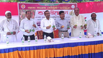 চুয়াডাঙ্গায় আনুষ্ঠানিকভাবে আম সংগ্রহ শুরু