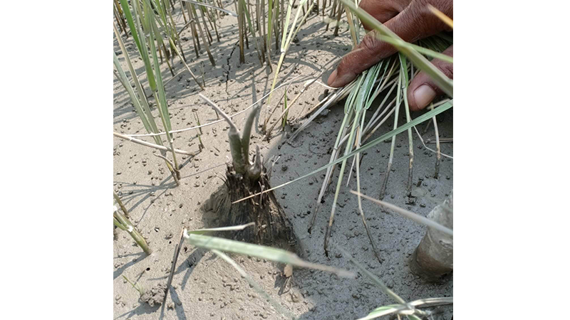 মিরসরাই উপকূলের ২৫ কিমি জুড়ে গোলপাতা চাষ
