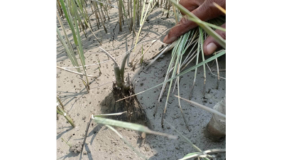 মিরসরাই উপকূলের ২৫ কিমি জুড়ে গোলপাতা চাষ