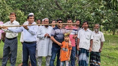 নাটোরে আম সংগ্রহ কার্যক্রম শুরু