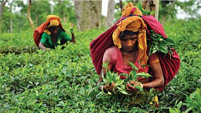 উৎপাদিত চায়ের ৫০ শতাংশই জোগান দেয় মৌলভীবাজার