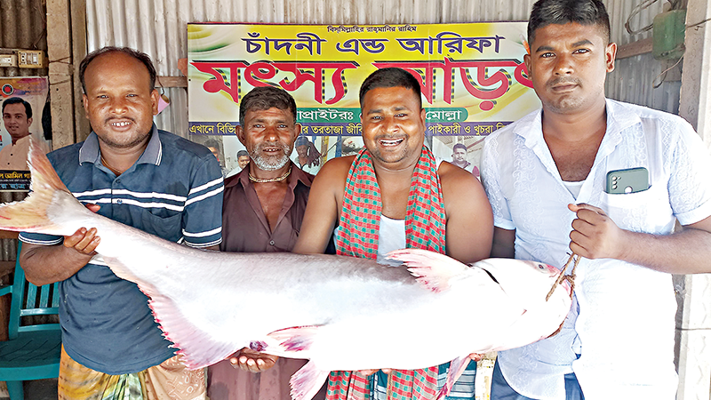 পদ্মায় ধরা পড়ল ২২ কেজির পাঙাশ