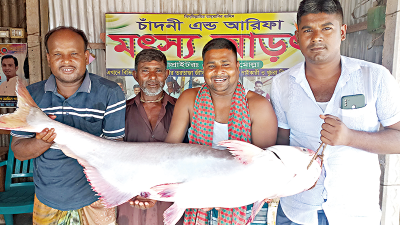পদ্মায় ধরা পড়ল ২২ কেজির পাঙাশ