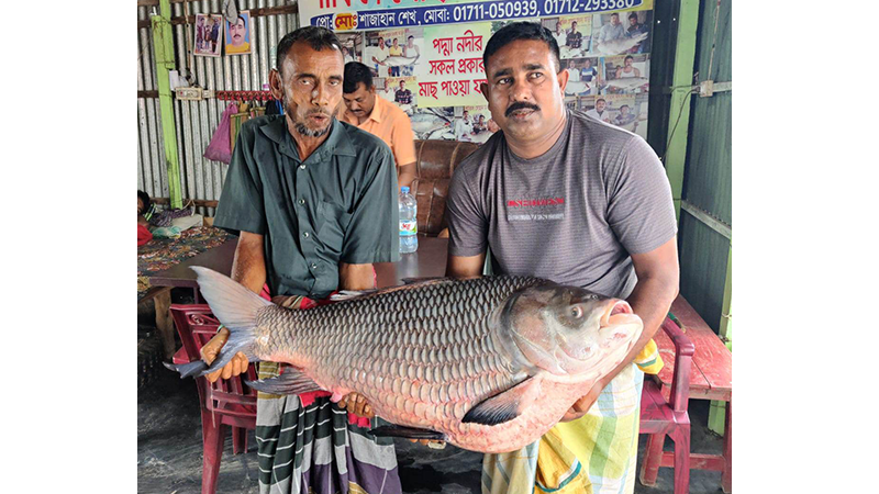 গোয়ালন্দে এক কাতল অর্ধলক্ষ টাকায় বিক্রি
