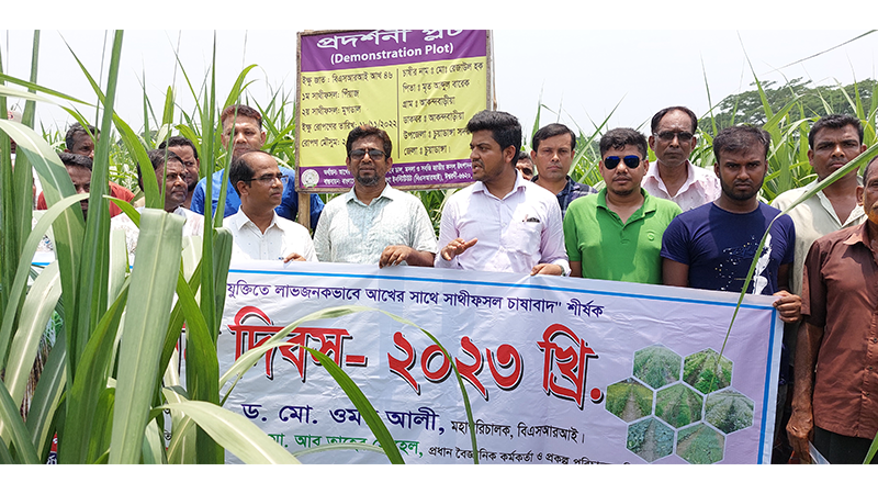চুয়াডাঙ্গায় আখের সঙ্গে সাথী ফসল চাষাবাদে মাঠ দিবস