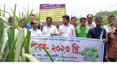চুয়াডাঙ্গায় আখের সঙ্গে সাথী ফসল চাষাবাদে মাঠ দিবস