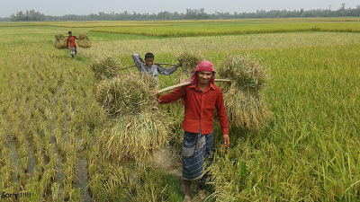 সারের সুষম ব্যবহারে ১৪-২৬ শতাংশ ফসল উৎপাদন বাড়বে