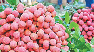 দিনাজপুরের বেদানা লিচু রফতানি হলো ফ্রান্সে