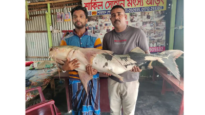 ২৭ কেজির বাগাড়