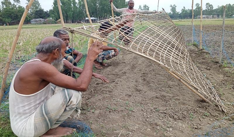 গাইবান্ধায় কৃষকের বীজতলা নষ্ট করেছে দুর্বৃত্তরা