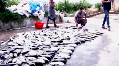 গাংনীতে মাছের খামারে বিষ প্রয়োগ