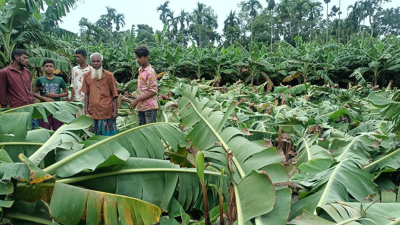 হালুয়াঘাটে দুই শতাধিক কলা গাছ কাটল দুর্বৃত্তরা