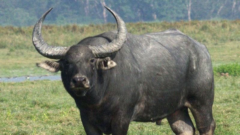 পাগলা মহিষ ধরতে পুলিশের গুলি যুবক আহত