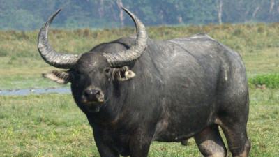 পাগলা মহিষ ধরতে পুলিশের গুলি যুবক আহত
