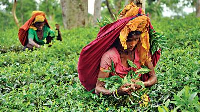 চা রফতানির পরিমাণ বাড়লেও মান বাড়ছে না