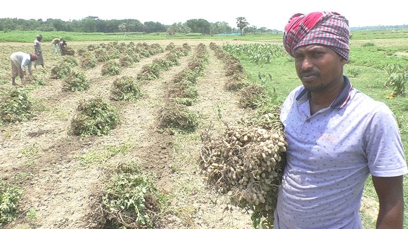 নড়াইলে নদীভাঙনে ক্ষতিগ্রস্তরা বাদাম চাষে ঝুঁকছেন