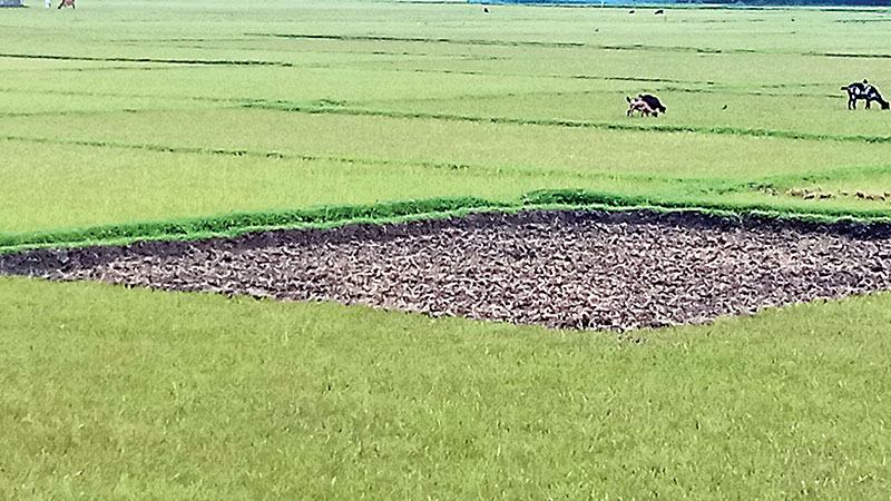 বর্ষায় বৃষ্টি নেই সাতক্ষীরায়, আমন চাষ ব্যাহত