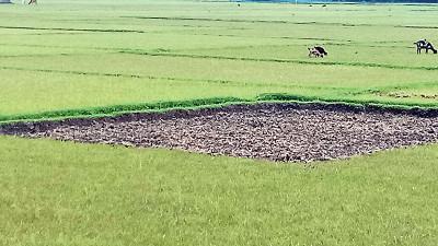 বর্ষায় বৃষ্টি নেই সাতক্ষীরায়, আমন চাষ ব্যাহত