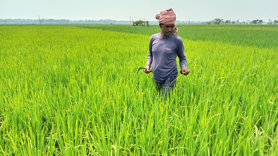 ফেনীতে বেড়েছে কৃষি ঋণ বিতরণ