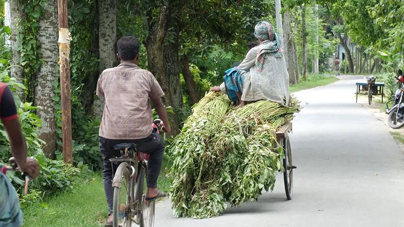 ঝিনাইদহে পানির অভাবে পাট জাগ দেয়া নিয়ে দুশ্চিন্তায় কৃষক