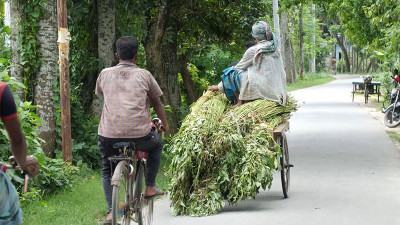 ঝিনাইদহে পানির অভাবে পাট জাগ দেয়া নিয়ে দুশ্চিন্তায় কৃষক