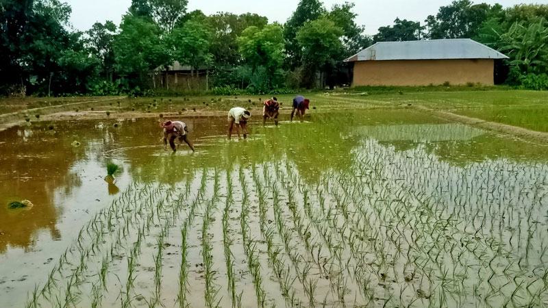 সেচের পানিতে চাঁপাইনবাবগঞ্জে আমন আবাদে ব্যস্ত কৃষক