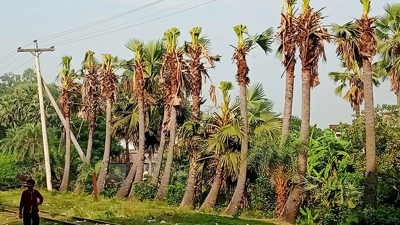 বগুড়ায় বিদ্যুতের লাইন টানতে ন্যাড়া করা হলো তালগাছ