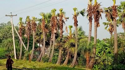 বগুড়ায় বিদ্যুতের লাইন টানতে ন্যাড়া করা হলো তালগাছ