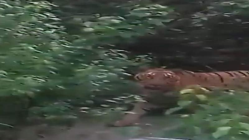 আবারো কচিখালী বন বিভাগের অফিসে বাঘ